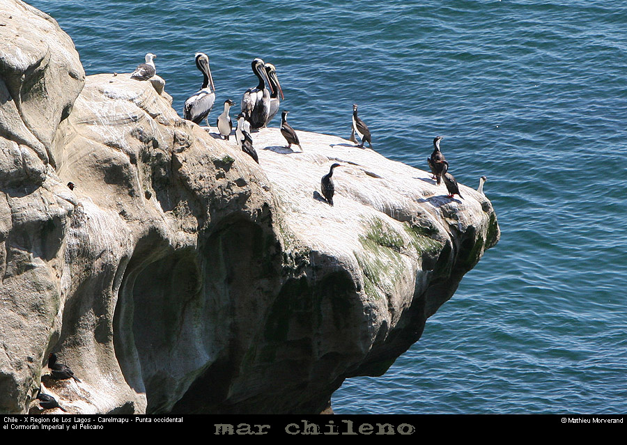 072_11_ptecormorans