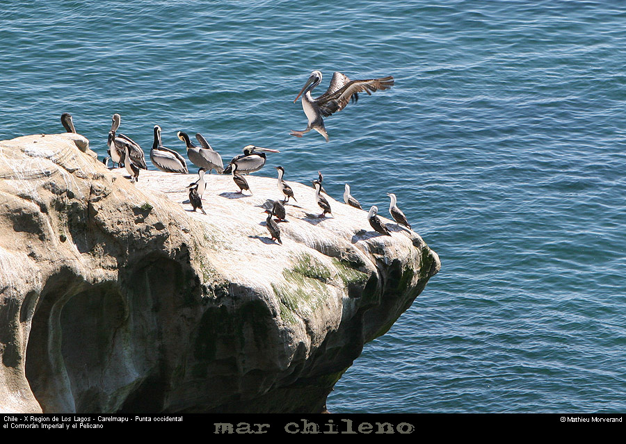 072_12_ptecormorans