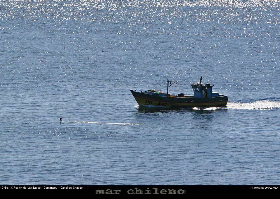 072_26_ptecormoransbato