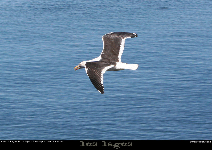 072_29_ptegoeland