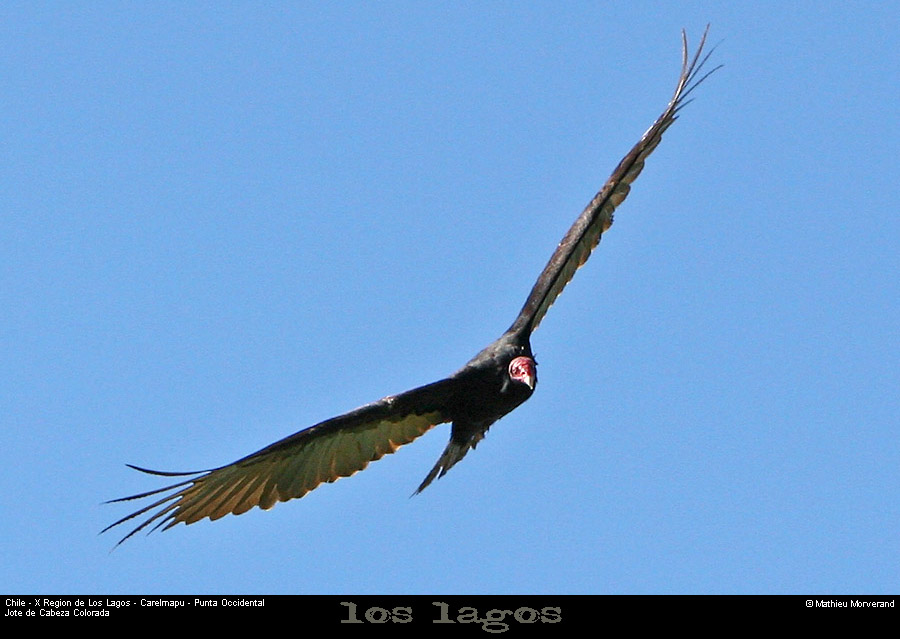 072_33_pterote