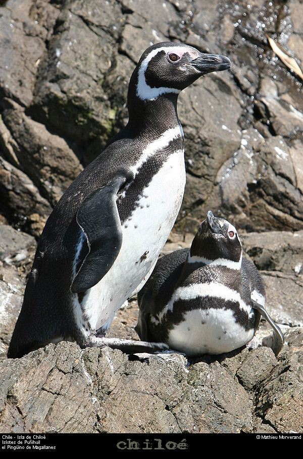 075_19_bahiapinguinera