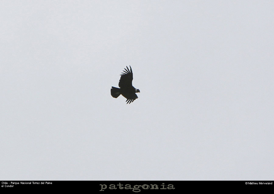 124_02_condor