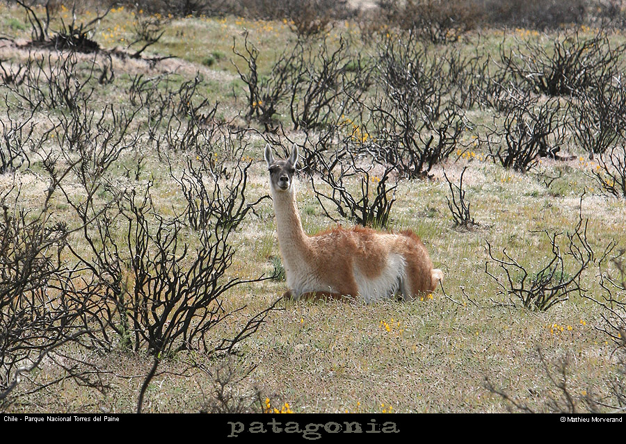 126_03_guanaco