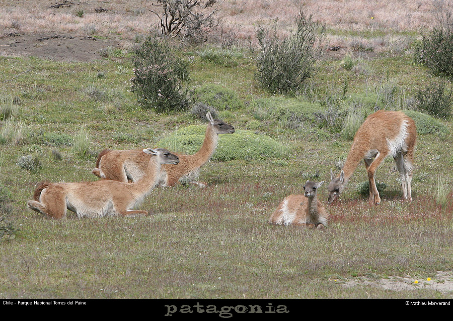 126_05_guanaco