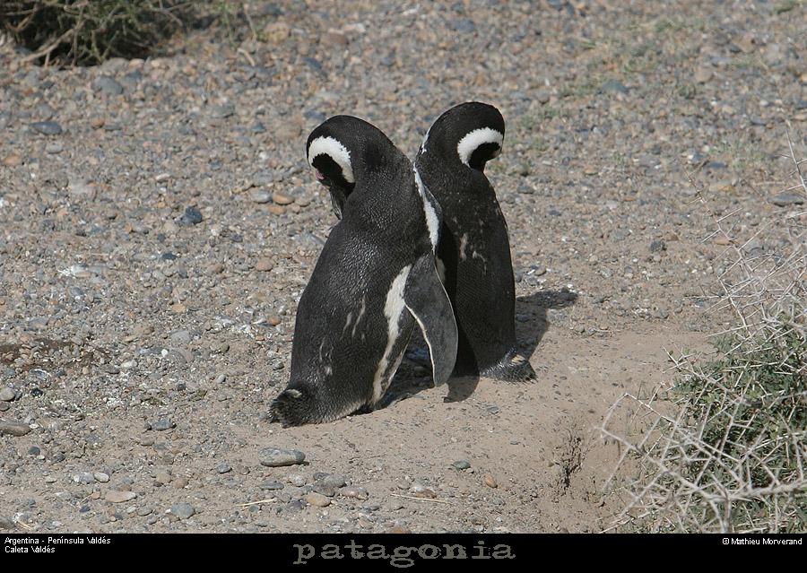 182_05_caletavaldez