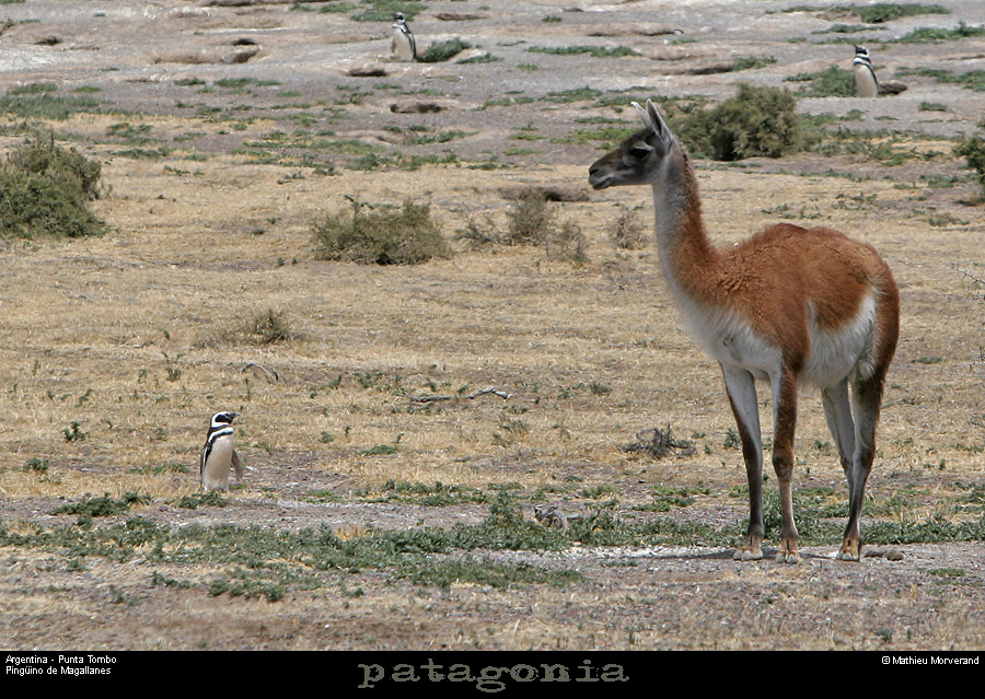 183_19_puntatombo