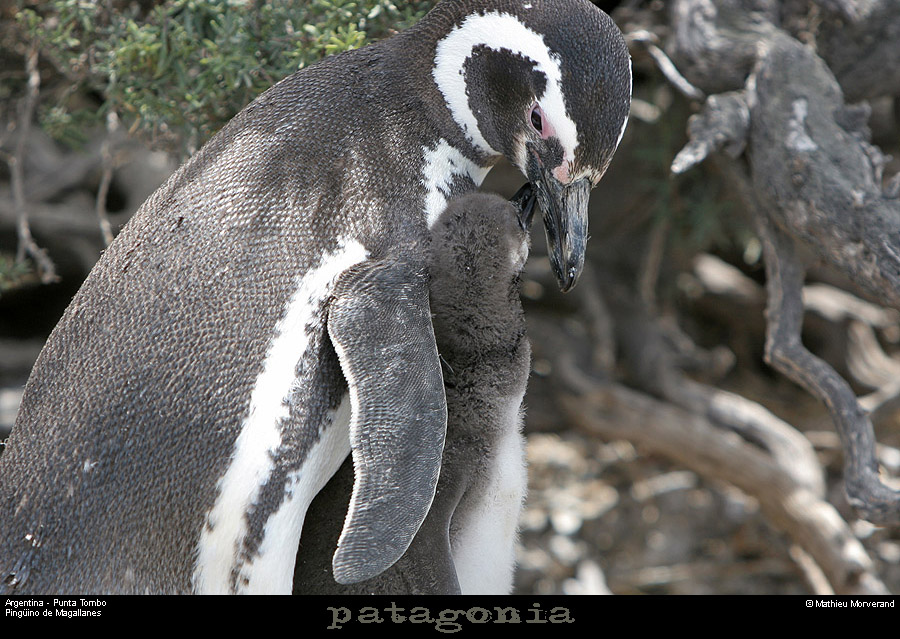 183_27_puntatombo