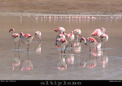 016_11_flamands