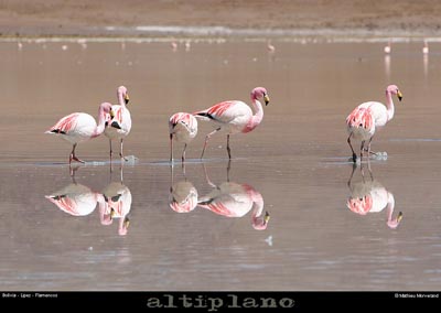 016_12_flamands
