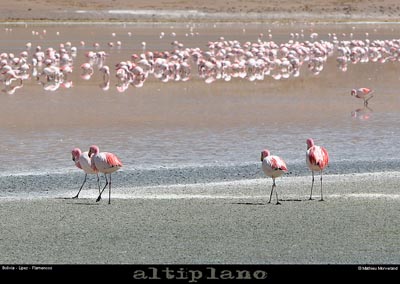 016_13_flamands
