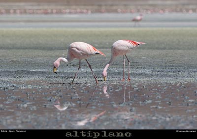 016_14_flamands