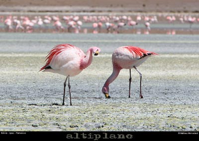 016_16_flamands