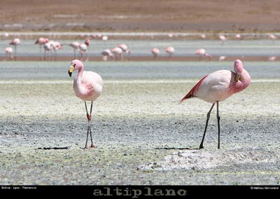 016_17_flamands