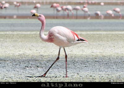 016_18_flamands