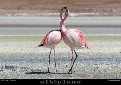 016_19_flamands