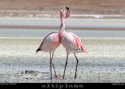 016_21_flamands