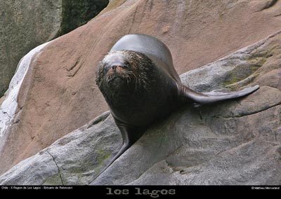 066_06_fjordsealions