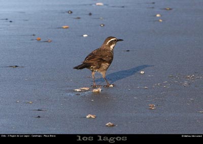 071_07_bahiacarelmapu