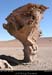 013_02_arboldepiedra