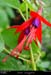 043_01_lagopanguipullifleur