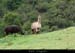 044_01_alpacas