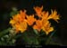 045_07_lagunapullingueplante