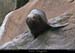 066_06_fjordsealions