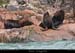 066_08_fjordsealions