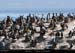 072_08_ptecormorans