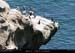 072_11_ptecormorans