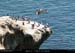 072_12_ptecormorans