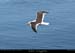 072_29_ptegoeland