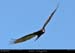 072_33_pterote