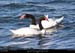 091_04_puertonatalesseno