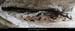 094_09_cdmilodonpano
