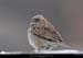 125_01_oiseau