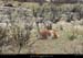 126_03_guanaco