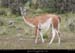 126_04_guanaco
