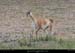 126_06_guanaco