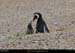 183_15_puntatombo