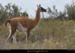 184_09_valdezguanaco