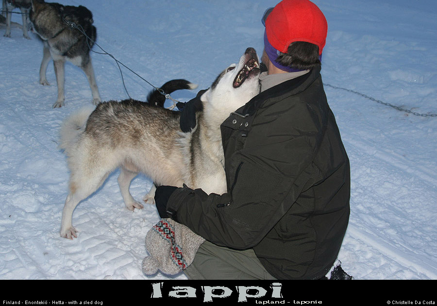 huskychiens05