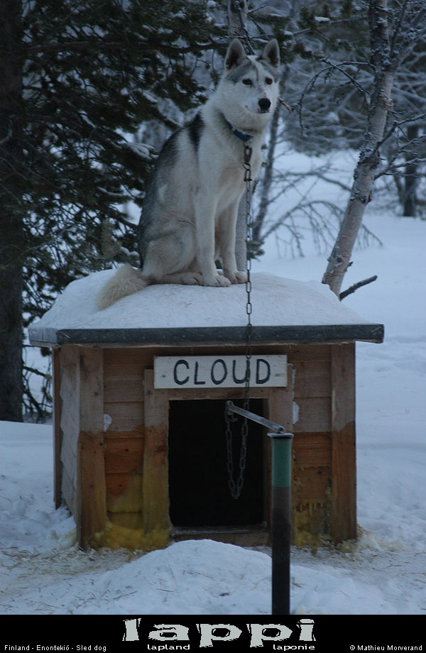 huskychiens18