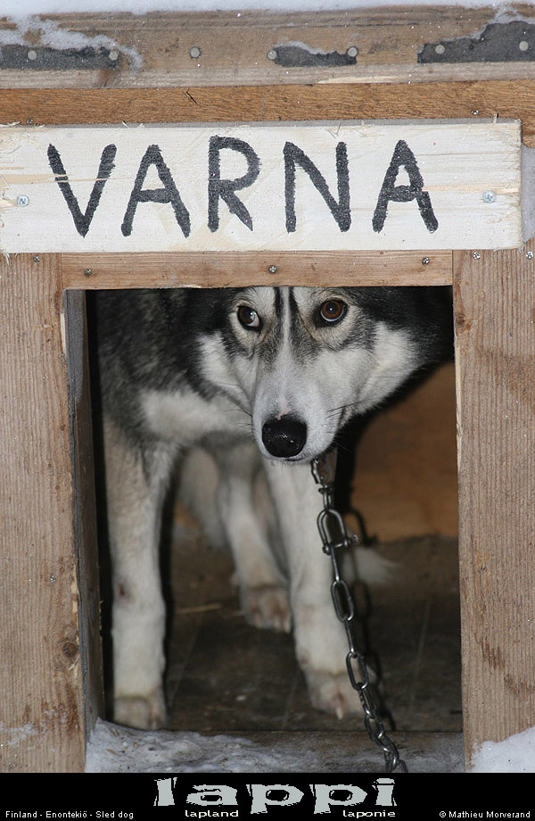 huskychiens19