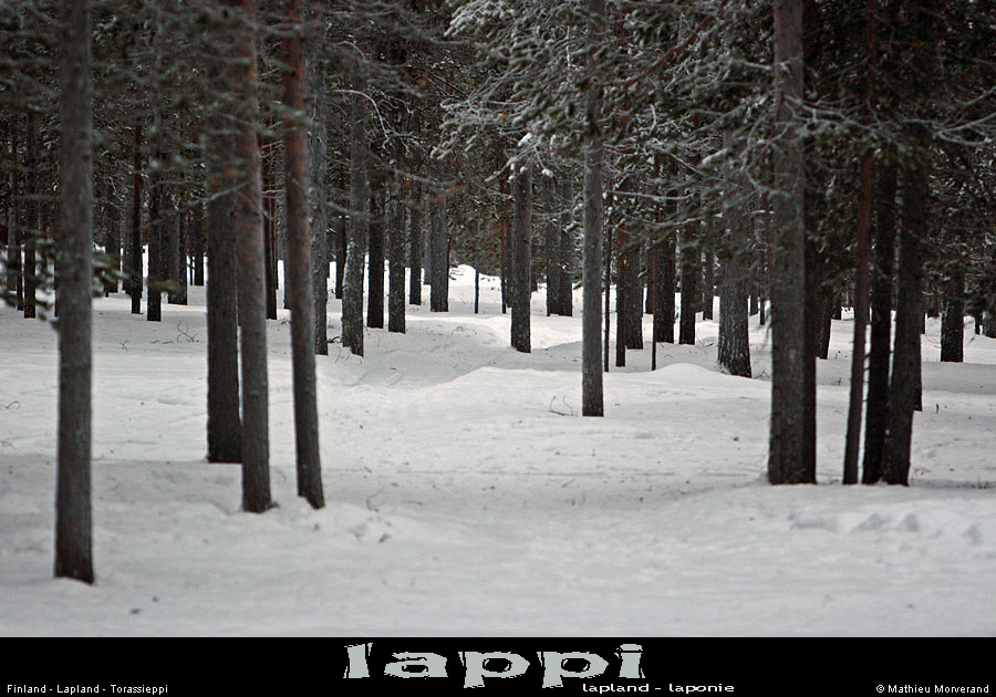 torasieppi08