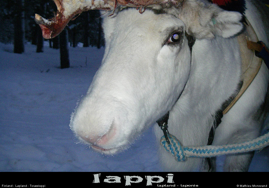 torasieppi12