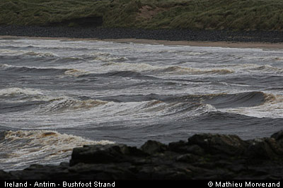 bushfootstrand2