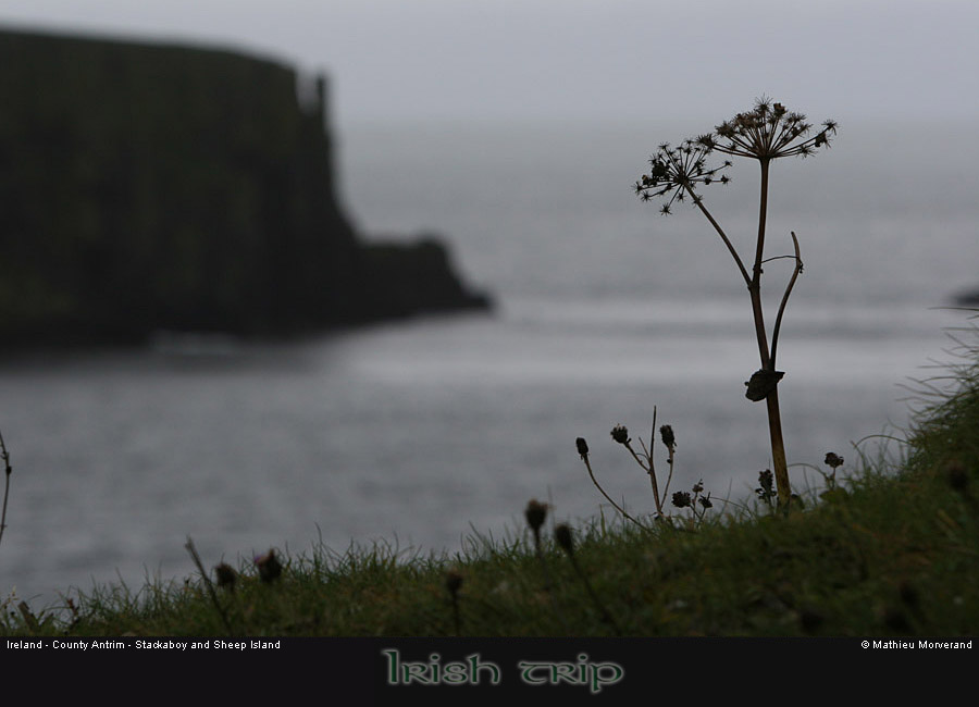 sheepisland05