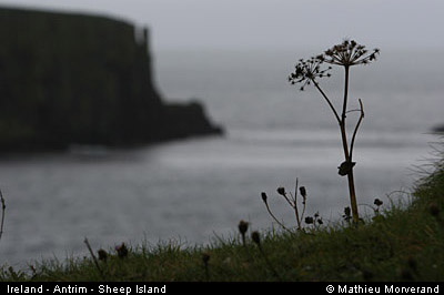 sheepisland05